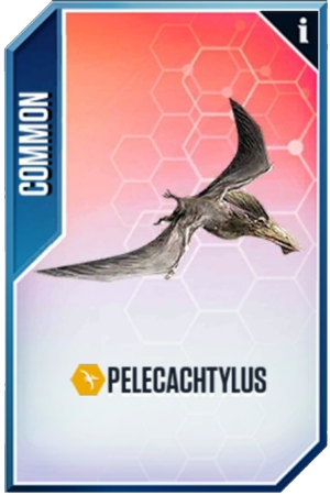 Pelecachtylus Card.png