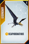 Scaphognathus Card.png