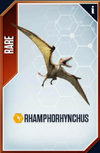 Rhamphorhynchus Card.png