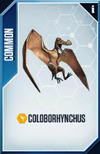 Coloborhynchus Card.png