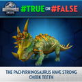 Pachyrhinosaurus Trivia.png