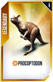Procoptodon card