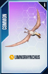 Limnorynchus Card.png